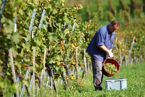 Chaque année, les viticulteurs doivent effectuer une déclaration de récolte et de production. Quelle est la date limite pour effectuer cette déclaration en 2022 ?