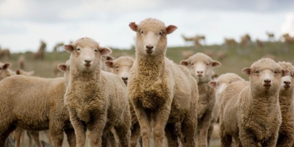 Shutterstock_maladieovine