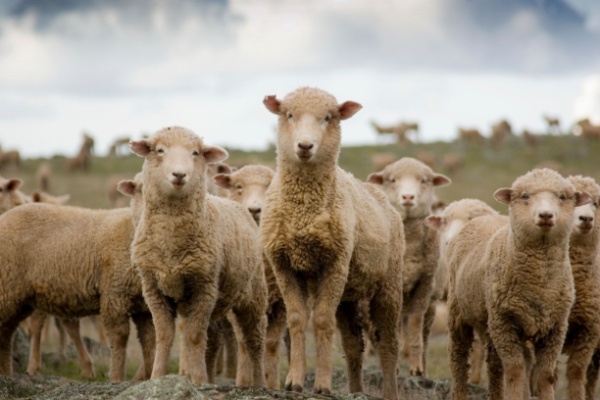 Plusieurs épidémies menacent actuellement les élevages en France et en Europe. Des maladies qui se répandent et mutent rapidement. Ce qui oblige les pouvoirs publics à adopter une stratégie adaptée, notamment à propos de la fièvre catarrhale ovine…