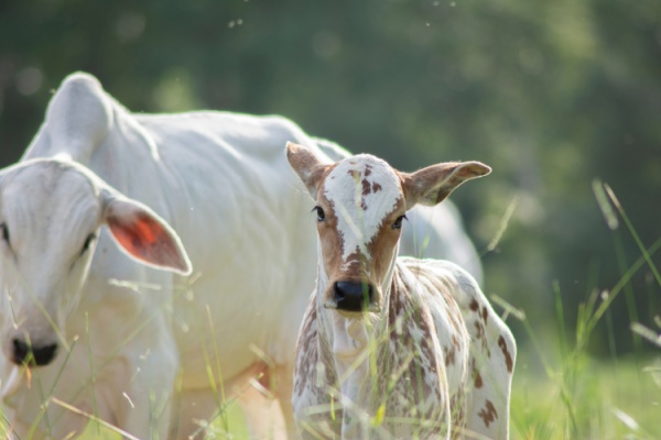 Les filières bovine, ovine, caprine, porcine, avicole, apicole et équine sont soumises à des visites sanitaires obligatoires qui permettent, notamment, de collecter des données utiles pour leur protection. Afin d’aller plus loin, une expérimentation est menée depuis le 14 novembre 2024 et jusqu’au 31 décembre 2026 pour la filière bovine.