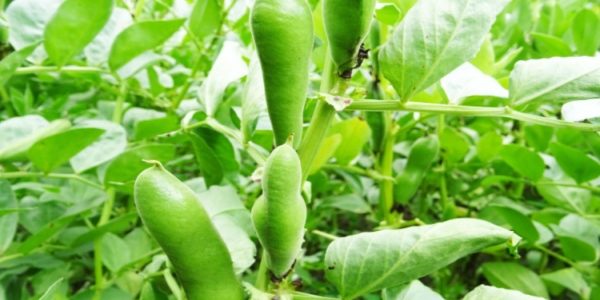 Shutterstock_bacteriose