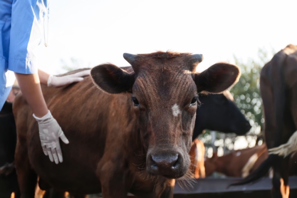 Afin de lutter contre la maladie hémorragique épizootique (MHE), l’État organise une campagne de distribution de doses de vaccins auprès des éleveurs français. Une campagne qui joue les prolongations…