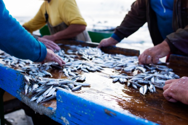 Pour rappel, l’Union européenne (UE) distribue chaque année aux pays membres des quotas de pêche qu’ils répartissent eux-mêmes entre les pêcheurs. Cette répartition est basée sur un système « d’antériorités » et de « sous-quotas », dont les modalités d’affection viennent d’être précisées…