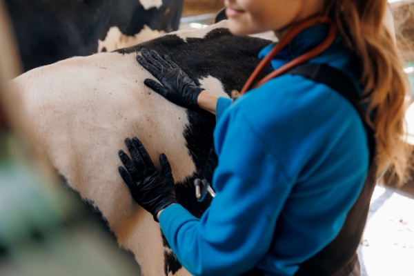Pour rappel, une expérimentation de visites sanitaires obligatoires est en cours sur la filière bovine depuis le 14 novembre 2024 et jusqu’au 31 décembre 2026. Une expérimentation dont le calendrier a été modifié. Revue de détails…