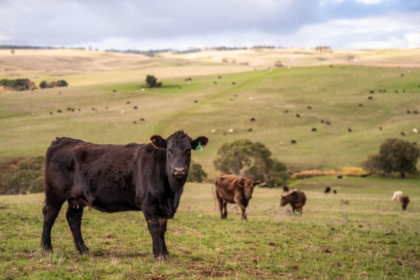Le secteur agricole peut bénéficier d’un nombre important de différentes subventions. Les montants de plusieurs d’entre elles viennent d’être précisés, notamment pour le secteur de l’élevage bovin et la culture de la canne à sucre...