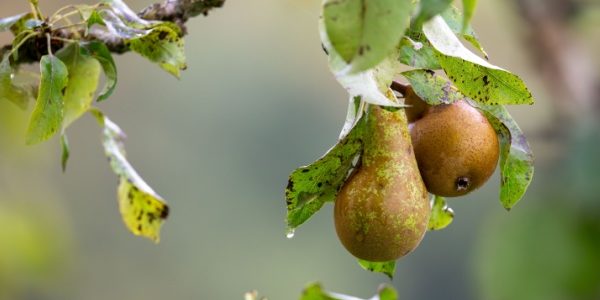 Shutterstock_aidescoupleesvegetalespoires