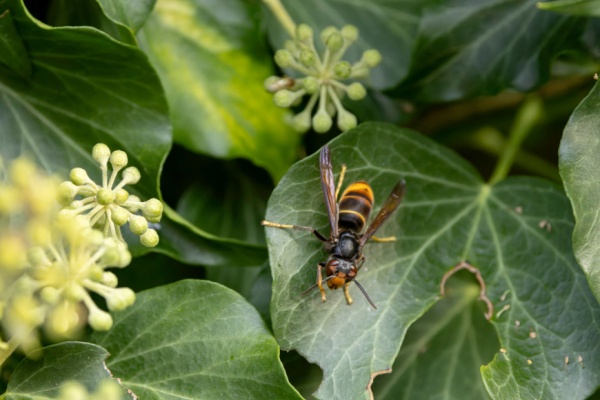20 % : c’est le taux de mortalité des abeilles domestiques causé par le frelon asiatique à pattes jaunes. Pour lutter contre cette espèce invasive, la loi pose un cadre afin de coordonner les plans mis en place par les différents acteurs et de prévoir un système d’indemnisation pour les apiculteurs. Faisons le point.