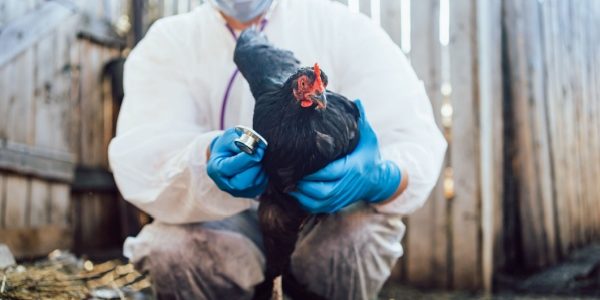 Shutterstock_grippeaviaire