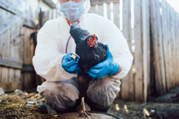 Après une baisse en début d’année, 2024 a vu le niveau de risque de grippe aviaire augmenter. Une situation sanitaire qui semble s’améliorer pour ce printemps 2025 alors que les indemnisations et les campagnes de vaccination se mettent en place.