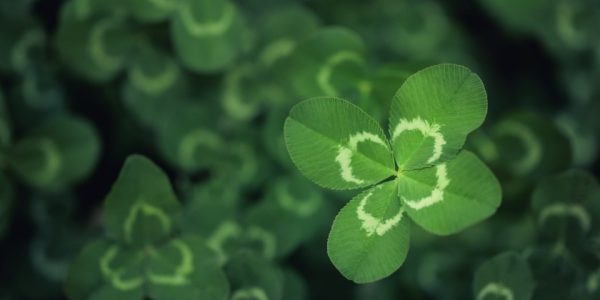 Shutterstock_trefleaquatrefeuillesbijouxparasitisme