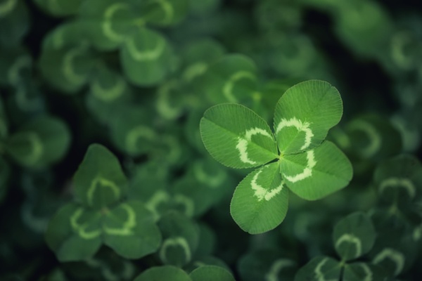 Une société crée des bijoux en prenant pour modèle et inspiration des trèfles à quatre feuilles depuis plusieurs décennies. Mais une société concurrente a également créé, récemment, une gamme de bijoux avec un motif de trèfle qui, selon la 1re société, ressemblent au sien… Des ressemblances qui ne peuvent, selon elle, que constituer une situation de parasitisme…