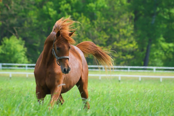 Si les activités équestres bénéficient d’un taux réduit de TVA à 5,5 %, pour autant les ventes de chevaux vivants sont quant à elle taxées à 20 %. Une situation qui inquiète les professionnels du secteur confrontés à une baisse d’activité. Une baisse du taux de TVA serait-elle envisageable ? Réponse…