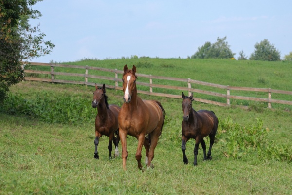 Ayant eu à traiter d’un litige opposant une entreprise de gardiennage de chevaux et l’administration fiscale, le juge de l’impôt a eu l’occasion de préciser le régime fiscal applicable au gardiennage et à l’élevage de chevaux. Et force est de constater que ce n’est pas aussi simple qu’il y paraît…