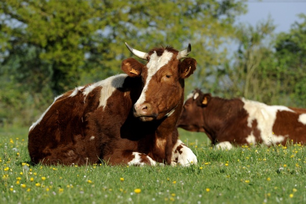 En lieu et place d’une déduction fiscale, pour les exercices clos à compter du 1er janvier 2025 et jusqu’au 31 décembre 2028, la loi de finances pour 2025 a instauré une provision pour augmentation de la valeur des stocks de vaches laitières et allaitantes. Le Gouvernement vient d’annoncer une application anticipée de cette provision. Explications…