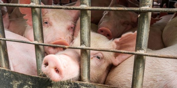 Shutterstock_Abbatoiresprotection