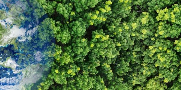 Shutterstock_aidesrenouvellementforestier