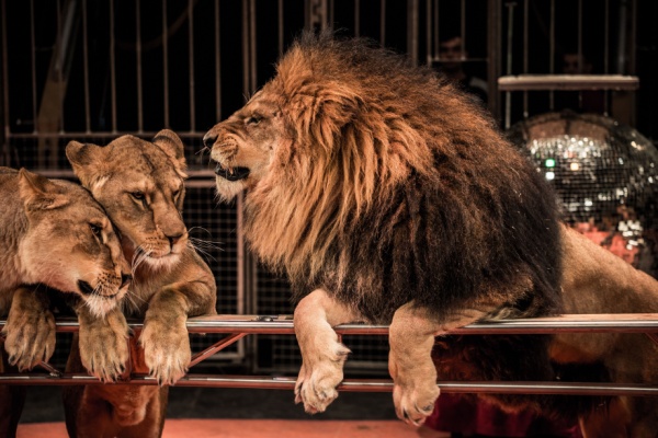 Pour rappel, la détention et les spectacles d’animaux non domestiques seront interdits d’ici à 2028. Pour aider les professionnels du secteur à s’adapter à ce changement, des aides financières sont mises en place, tant pour évoluer professionnellement que pour pourvoir aux besoins des animaux déjà détenus. En quoi consistent ces aides ?