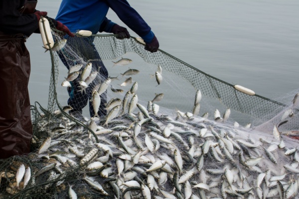 Assimilés à de l’alimentation humaine, les poissons d’empoissonnement sont actuellement soumis à la TVA au taux réduit de 5,5 %. Une situation qui soulève des interrogations : serait-il envisageable de réviser le taux de TVA applicable à ces poissons d’élevage pour qu’il reflète mieux la nature récréative de cette pratique ? Réponse…
