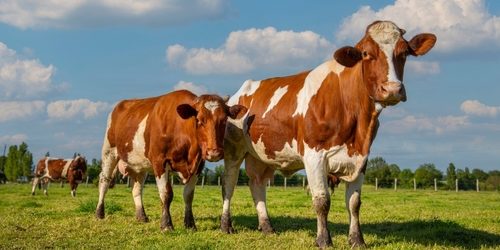 Dairy,Herd,In,The,Middle,Of,Fields,In,The,Countryside