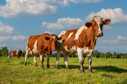 Le secteur agricole peut bénéficier d’un nombre important de différentes subventions. Des précisions sont apportées concernant les aides versées pour les veaux…
