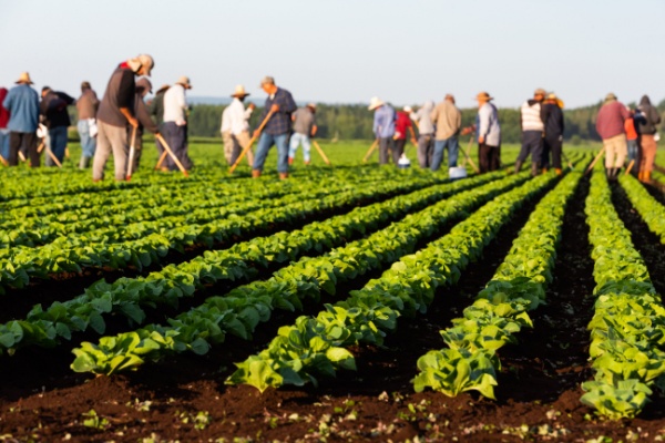 Comme prévu par la loi de financement de la sécurité sociale pour 2025, le renforcement de l’exonération dégressive de cotisation patronale « TO-DE », dont bénéficient les employeurs du secteur agricole, est acté. De quelle manière ?