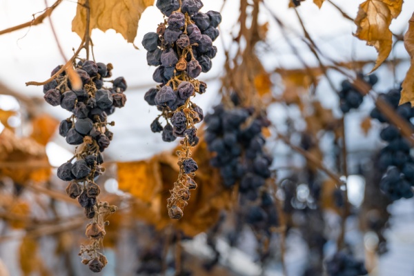 Les vignes sont des végétaux sensibles aux maladies. Pour éviter la prolifération de ces maladies, des règles encadrent le développement non maitrisé de vignes non cultivées. Des précisions sont apportées concernant les sanctions liées au non-respect de ces règles…
