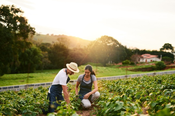 Les droits à paiement de base (DPB) permettent de prétendre à des aides déployées dans le cadre de la politique agricole commune, indépendamment du type de production agricole pratiquée au sein de l’exploitation. Ces DPB peuvent être transférés entre agriculteurs, selon des modalités qui viennent de faire l’objet de précisions, applicables à certaines situations…
