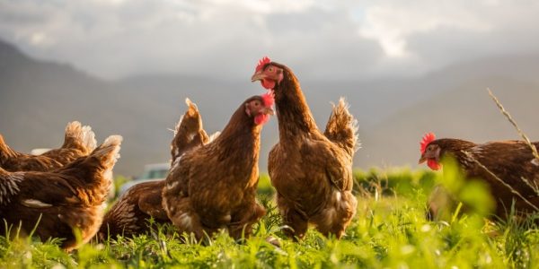 Shutterstock_TVAvolailles