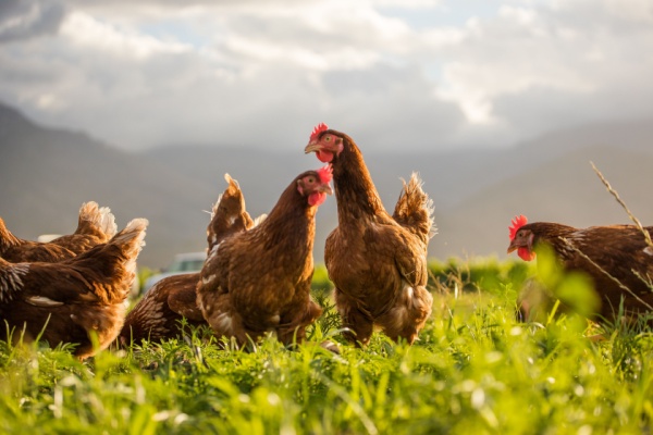 Dans le cadre de la vente de volailles, dès lors que les animaux sont destinés à être utilisés dans la production agricole, le taux réduit de TVA à 5,5 % s’applique tout au long de la chaîne de production. Mais qu’en est-il pour les ventes à des exploitants agricoles de volailles « d’un jour » vaccinées, dégriffées ou épointées, ainsi qu’à la fourniture de ces prestations de services ? Réponse…