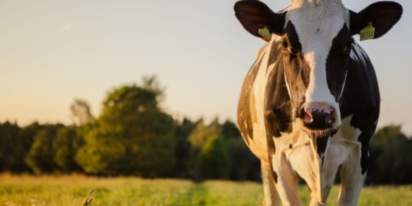 Shutterstock_agricultureaide