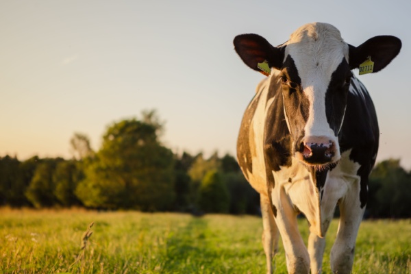 Le secteur agricole peut bénéficier d’un nombre important de différentes aides. Des précisions sont apportées concernant plusieurs d’entre elles…