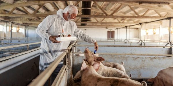 Shutterstock_mycobacteriumtuberculosis