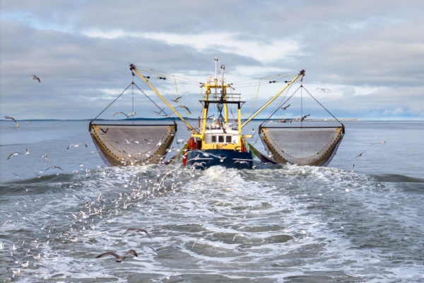 Les modalités de déclaration des activités de pêche pour les professionnels viennent d’être ou vont être prochainement aménagées, la réglementation prévoyant un passage obligatoire à la déclaration électronique afin d'assurer une conformité avec les règlements européens en matière de contrôle des pêches et de gestion des ressources. Que faut-il savoir à ce sujet ?