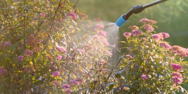 Shutterstock_phytosanitaire