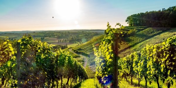 Shutterstock_viticulture