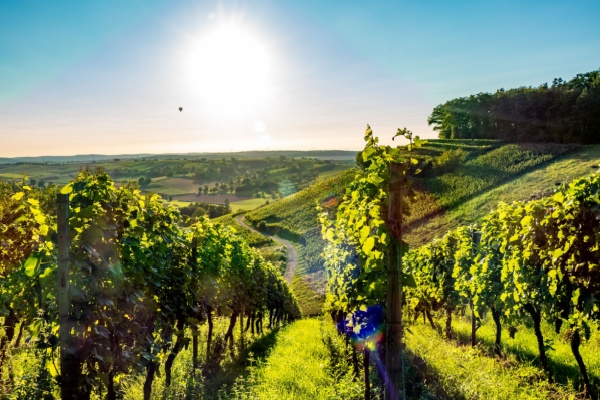 Avant de pouvoir commercialiser le produit de leurs activités, les acteurs du secteur viticole doivent procéder annuellement à une déclaration des récoltes. Un sursis est accordé pour les déclarations concernant la campagne 2025-2026…