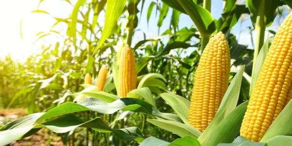 Shutterstock_produitsalimentairestva