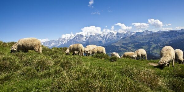 Shutterstock_calendrieraideagri