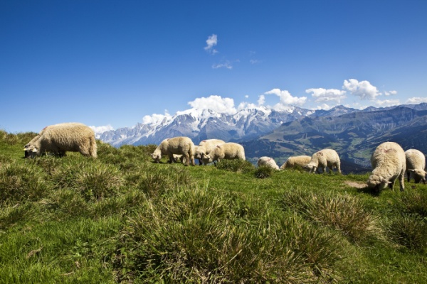 Par l’intermédiaire de la politique agricole commune (PAC), les éleveurs soumis à des risques particuliers de prédation sur leurs troupeaux peuvent obtenir des aides destinées au financement de mesures de protection. Des démarches doivent toutefois être faites pour en bénéficier…