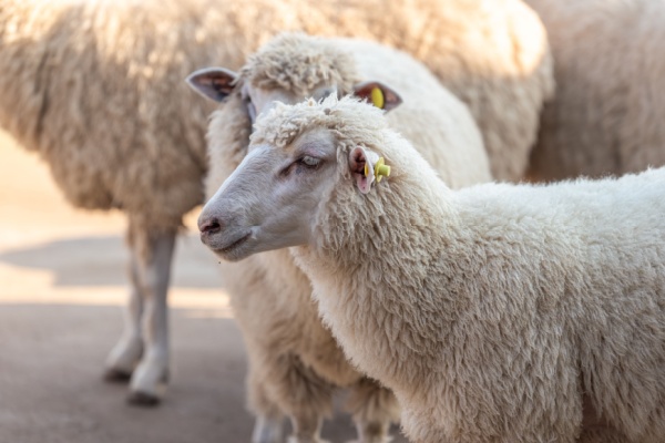 Afin de préserver la santé des animaux d’élevage et la santé publique, les animaux doivent être individuellement identifiés et suivis dans leurs déplacement. Certaines règles évoluent pour s’adapter aux risques sanitaires…