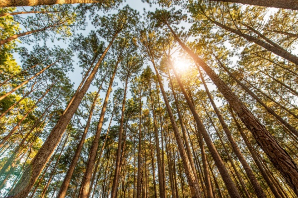 Jusqu’au 31 décembre 2025, certains travaux sylvicoles et d’exploitation forestière réalisés au profit d’exploitants agricoles étaient, sous conditions, soumis au taux réduit de TVA de 10 %. Une mesure qui vient d’être prolongée par la loi de finances pour 2026. Mais pour quelle durée ?