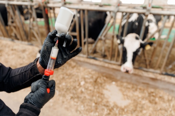La dermatose nodulaire contagieuse (DNC) touche de nombreux élevages bovins en France. Cette situation a contraint le Gouvernement à prendre plusieurs mesures, qui sont aujourd’hui, une fois de plus, durcies…