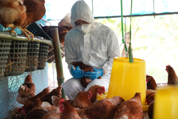 L’influenza aviaire, également appelée grippe aviaire, est une maladie touchant les oiseaux sauvages et d’élevage et pouvant causer une mortalité importante. Afin de protéger les élevages, des mesures sont prises de façon adaptée à l’évolution de la maladie…