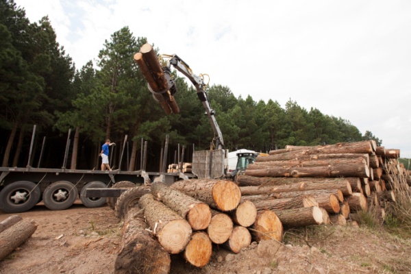 En 2018, le Gouvernement a instauré un dispositif d'aide pour la compensation des surcoûts de la filière de valorisation du bois en Guyane. Une aide financière qui vient d’être revalorisée…