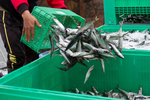 L’Union européenne (UE) distribue chaque année aux pays membres des quotas de pêche qu’ils répartissent eux-mêmes entre les pêcheurs. Cette répartition est basée sur un système « d’antériorités ». Les règles permettant d’y avoir accès évoluent…