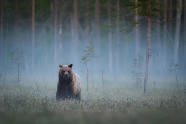 Mêmes sauvages, les animaux peuvent faire l’objet de plusieurs réglementations, notamment de régulation et de protection, qui peuvent nécessiter des adaptations. Ainsi, les cadres applicables à la chasse et à l’effarouchement des ours bruns dans les Pyrénées ont été modifiés….