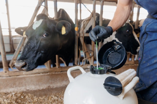 Au sein des élevages bovins, ovins, caprins et porcins, la pratique de l’insémination artificielle est répandue. Afin de limiter les risques génétiques et sanitaires, plusieurs obligations déclaratives sont mises à la charge des différents acteurs du processus. Des démarches qui viennent d’être précisées…