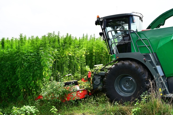 Récemment, des précisions ont été apportées à l'éligibilité des surfaces cultivées en chanvre aux aides directes de la Politique agricole commune (PAC). Que faut-il savoir à ce sujet ?
