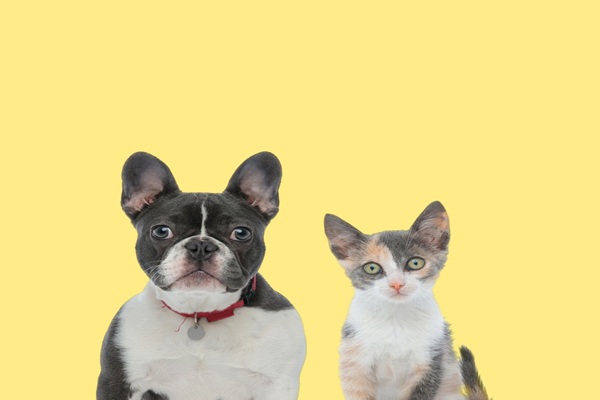 L'exercice à titre commercial d'activités de vente d'animaux de compagnie est strictement réglementé, et a été durci depuis la loi du 30 novembre 2021. À ce titre, il faut savoir que 2 nouvelles contraventions ont été récemment précisées, qui viennent sanctionner le non-respect de 2 obligations : lesquelles ?