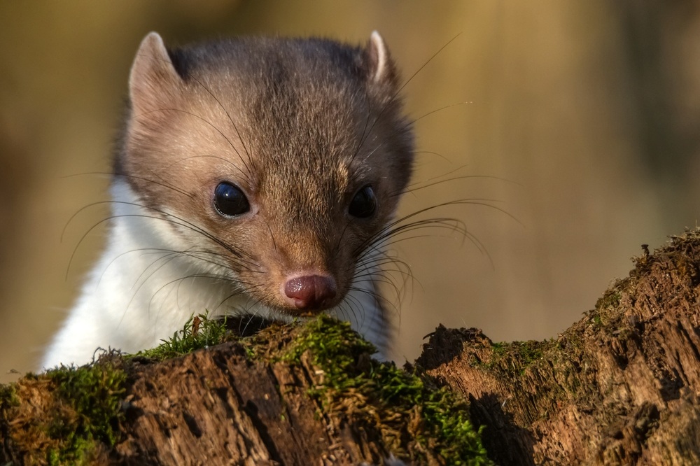 Certains animaux peuvent dégrader l’environnement ou les activités agricoles présentes autour de nous. Dans le but de conserver les habitats naturels, ainsi que la faune et la flore sauvage, leur destruction est autorisée, mais reste réglementée sur plusieurs points…